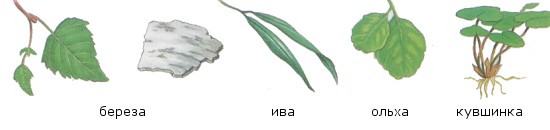 Растения, поедаемые бобром